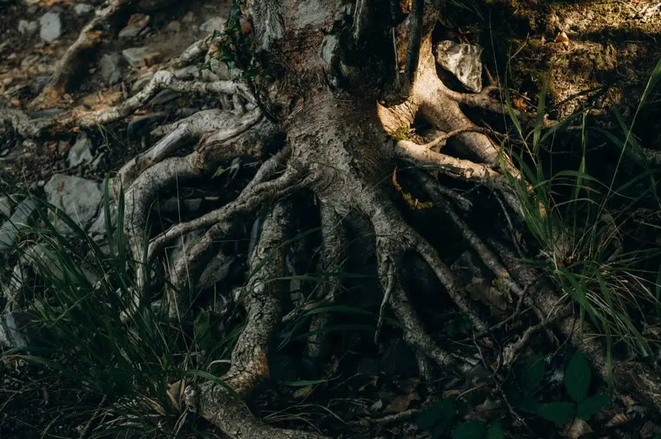 Tree Roots In Sewer Lines: What La Puente Homeowners Should Know